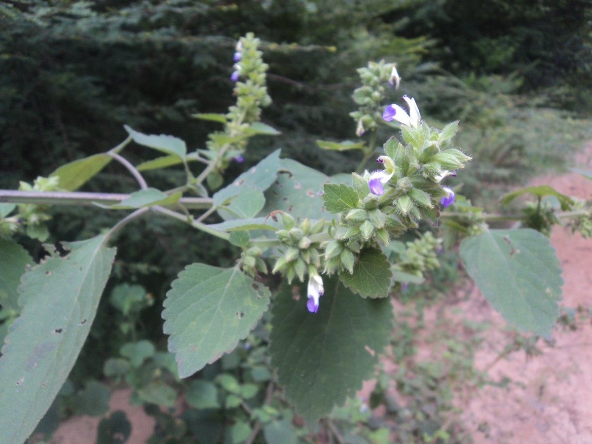 Anisomeles indica (L.) Kuntze